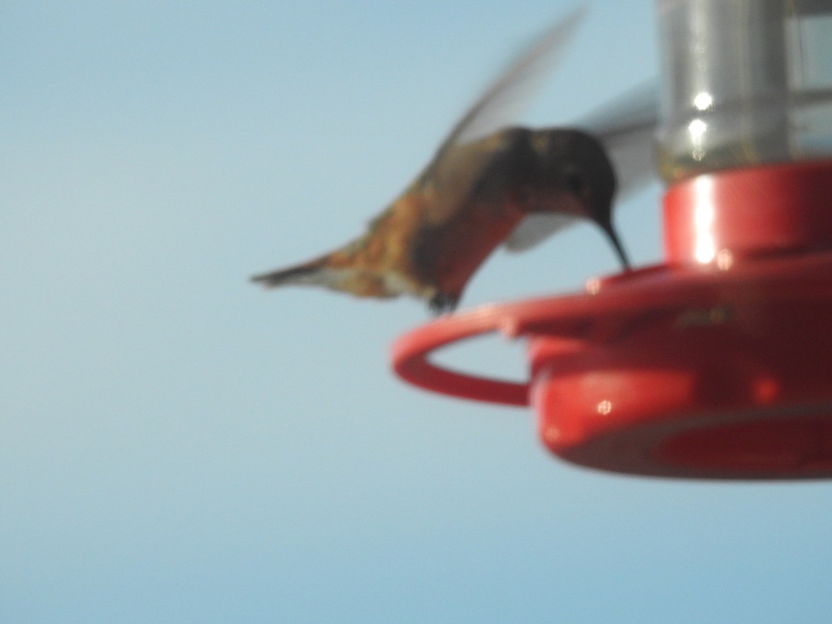 Rufous Hummingbird - ML277607311