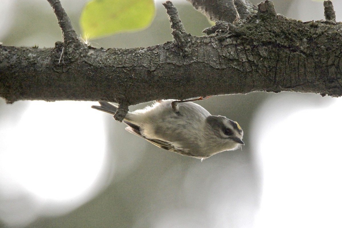 Golden-crowned Kinglet - Vickie Baily