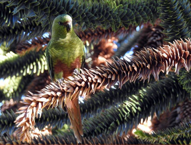 Austral Parakeet - Marcio Kerbage