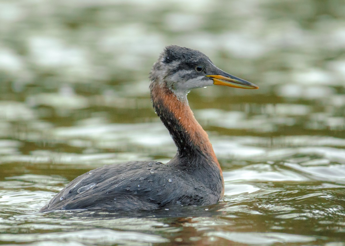 Red-necked Grebe - ML277614751