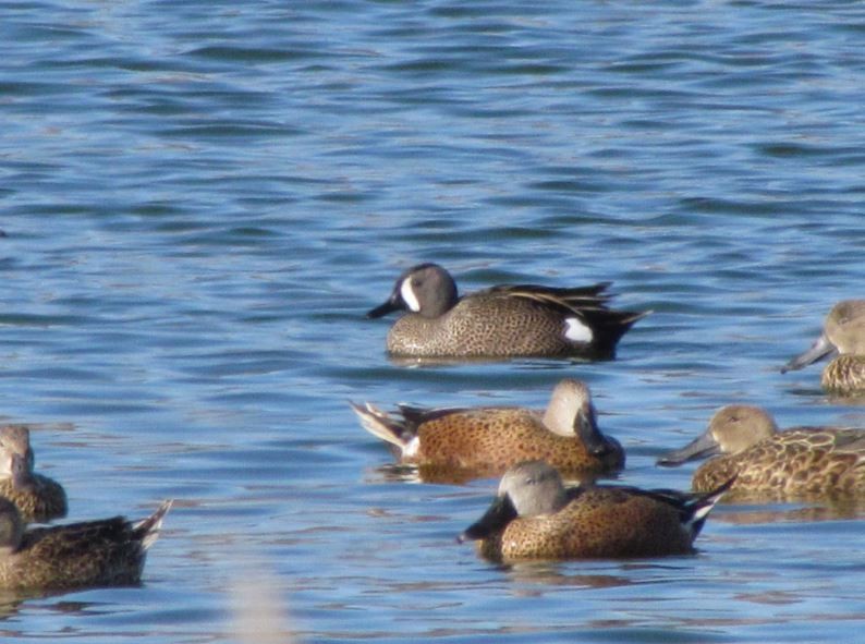 Blue-winged Teal - ML277614971