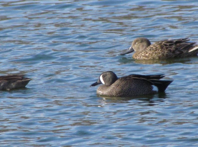 Blue-winged Teal - ML277615001