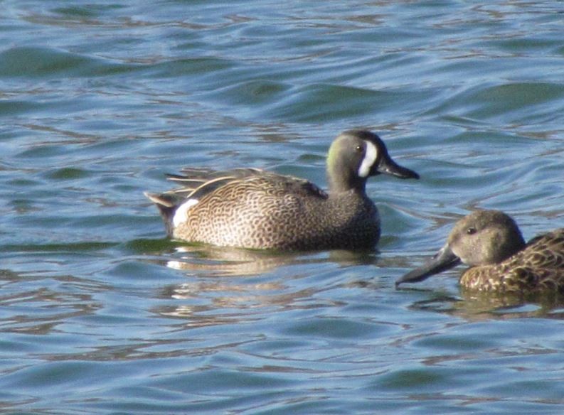 Blue-winged Teal - ML277615011