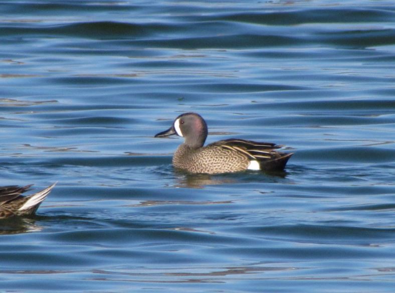 Blue-winged Teal - ML277615021