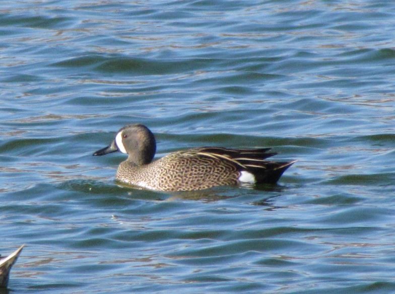 Blue-winged Teal - ML277615031