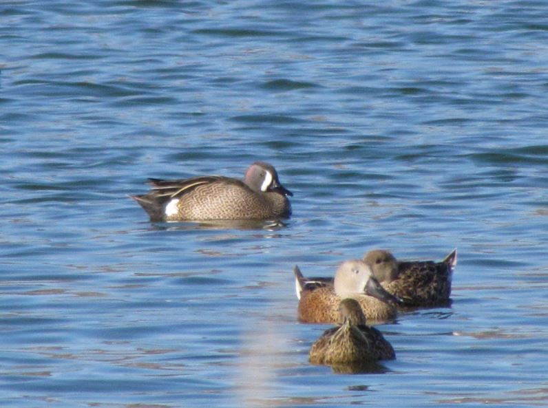 Blue-winged Teal - ML277615121