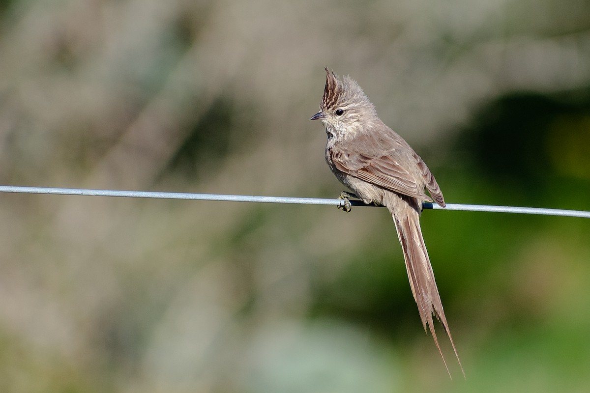 Tufted Tit-Spinetail - ML277615411