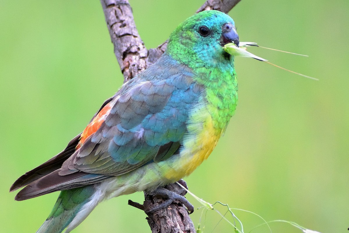 Red-rumped Parrot - ML277616021
