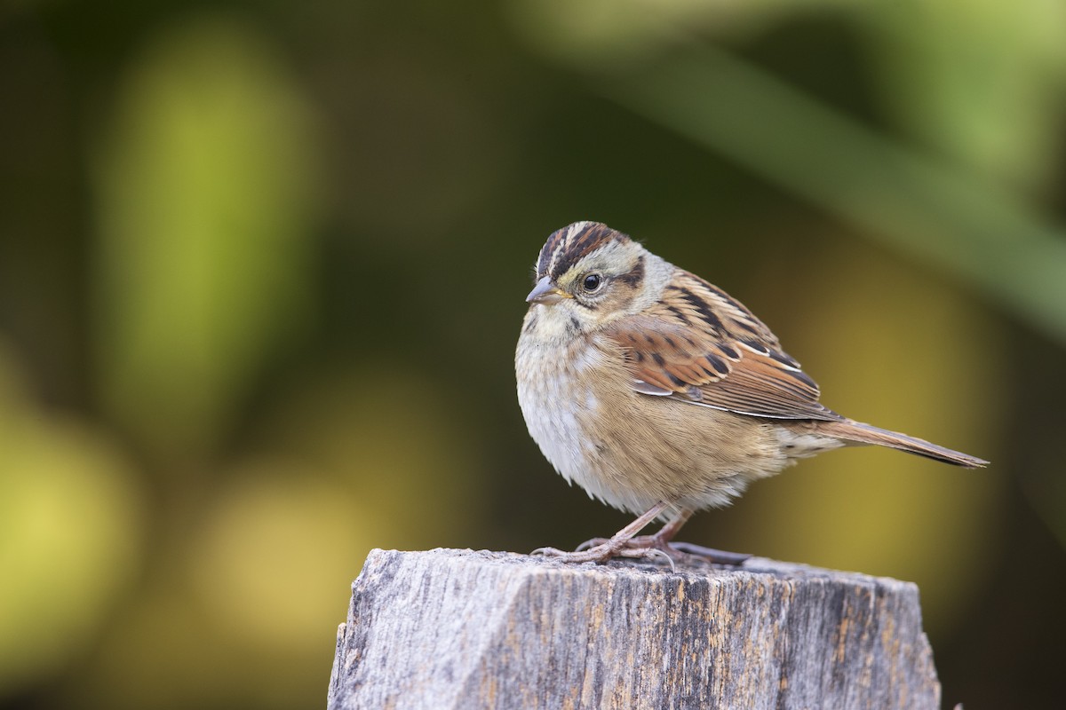 Swamp Sparrow - ML277619961