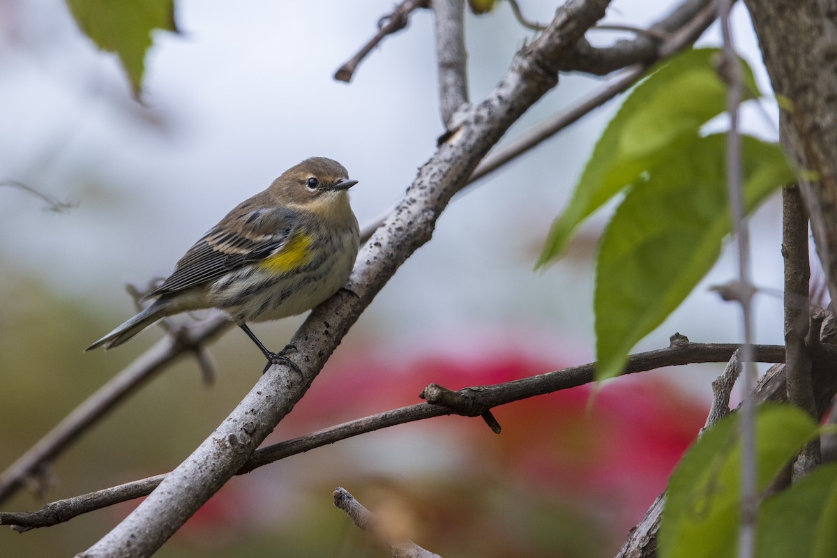 Yellow-rumped Warbler (Myrtle) - ML277620211