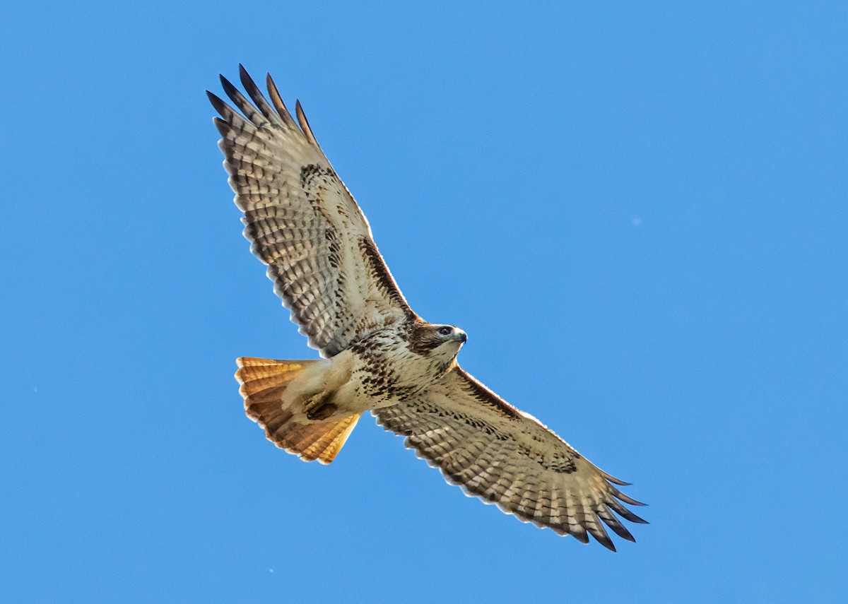 Red-tailed Hawk - Michel Laquerre