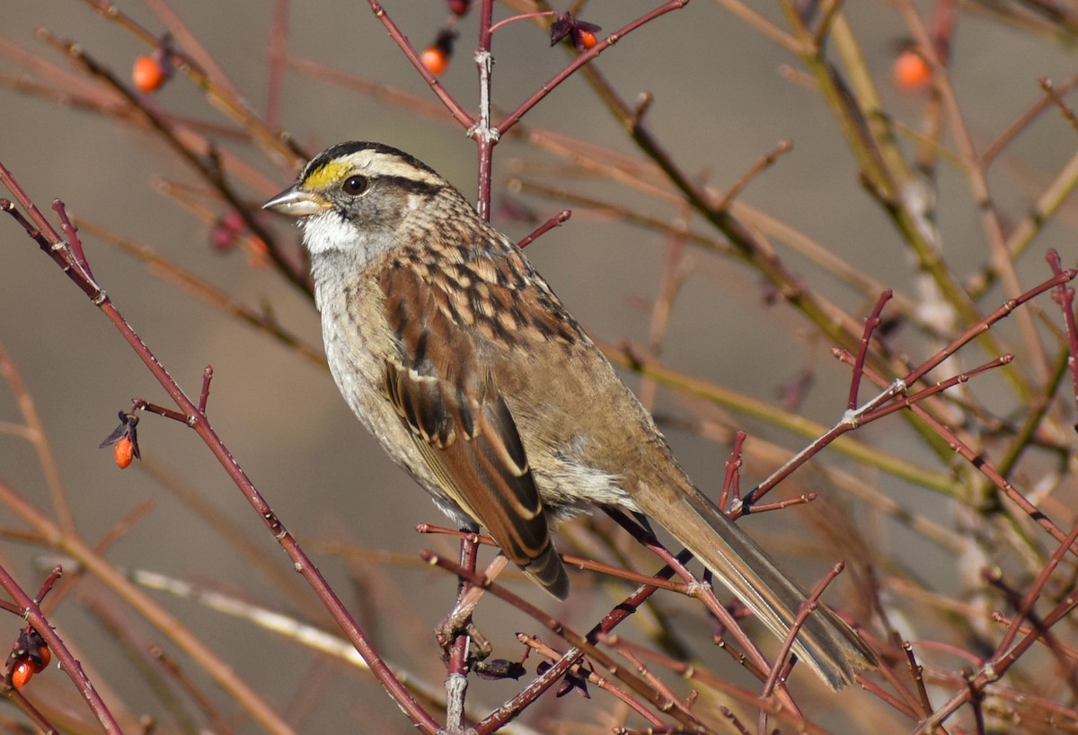 White-throated Sparrow - Jean-Phillipe Boucher
