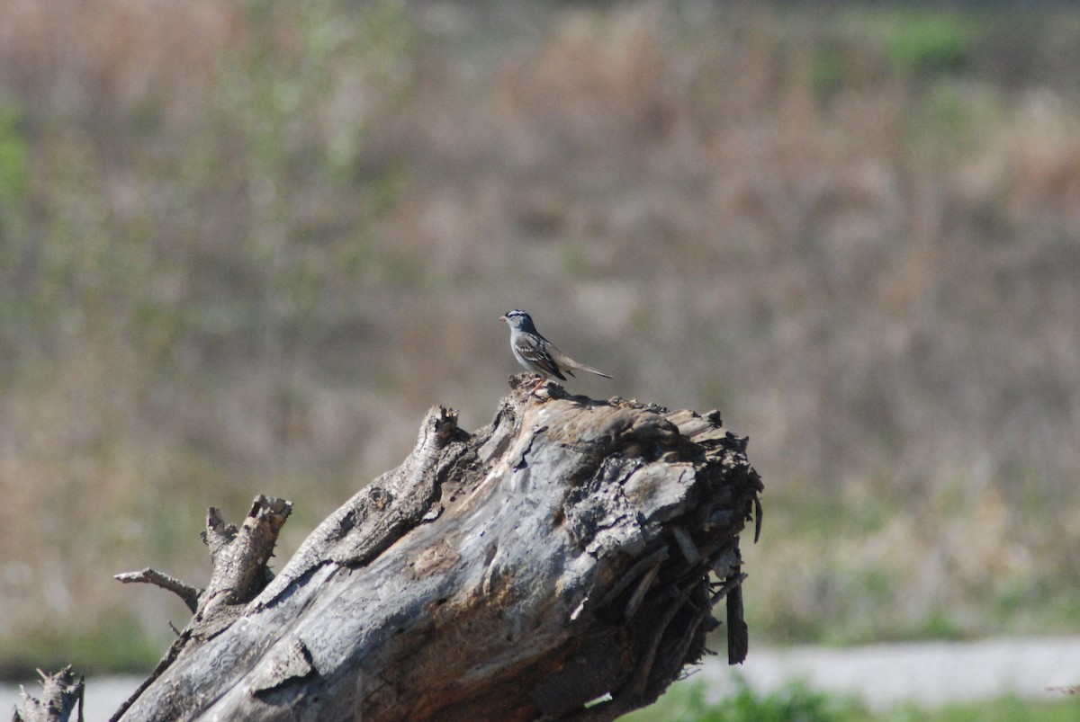 White-crowned Sparrow - ML27762541