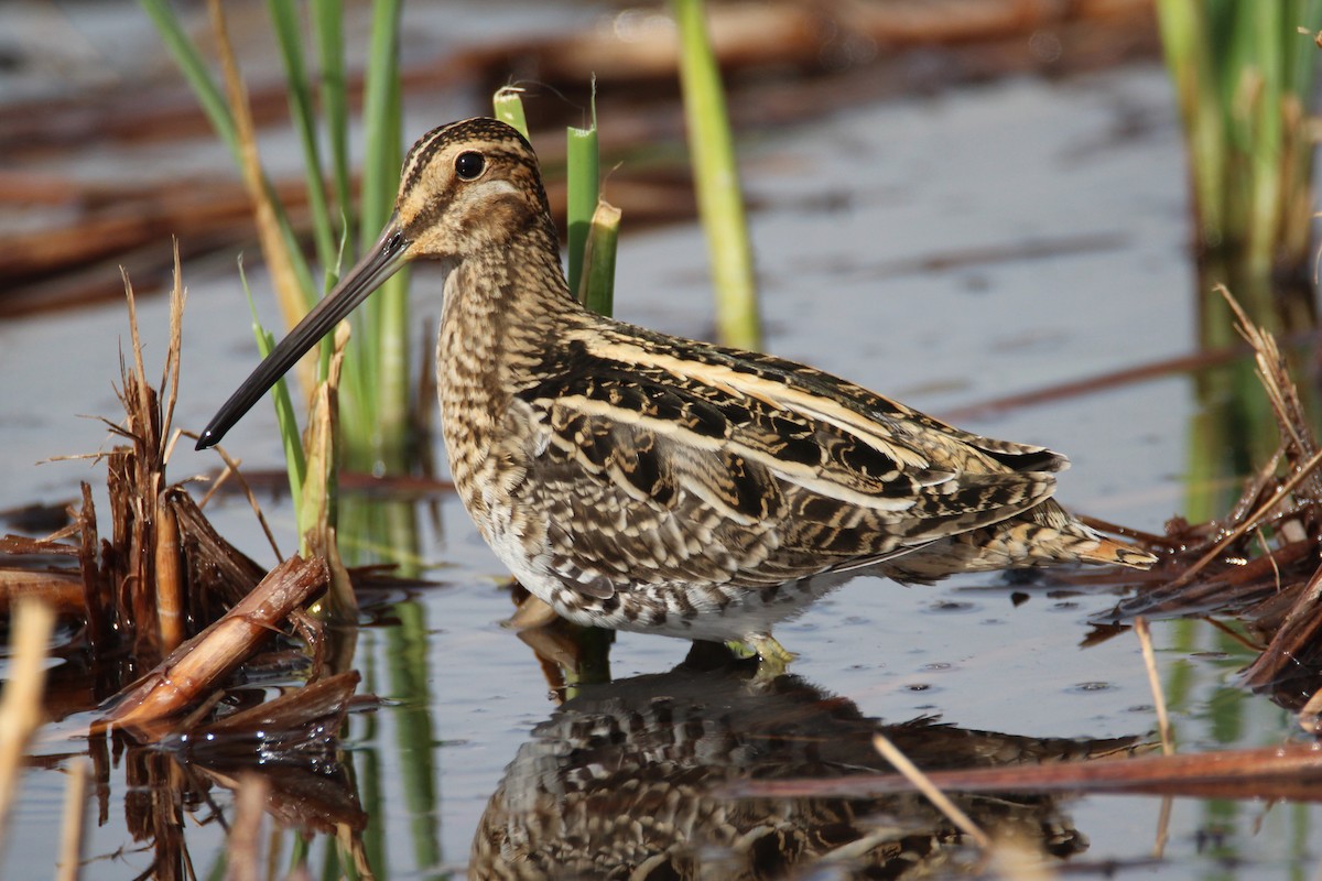 Wilson's Snipe - Patrick Sysiong