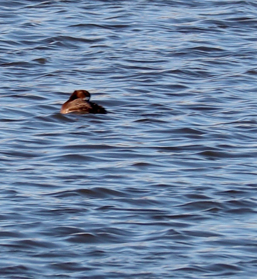 Greater/Lesser Scaup - ML277659791