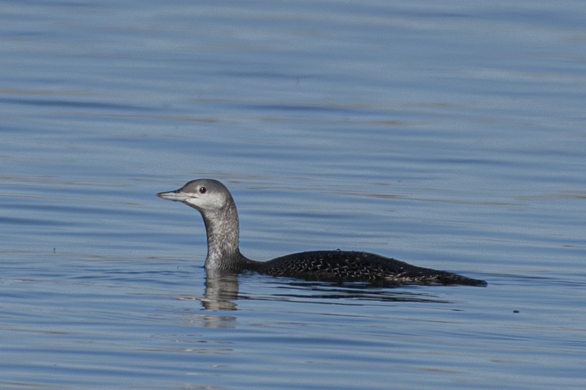 Red-throated Loon - ML277662781