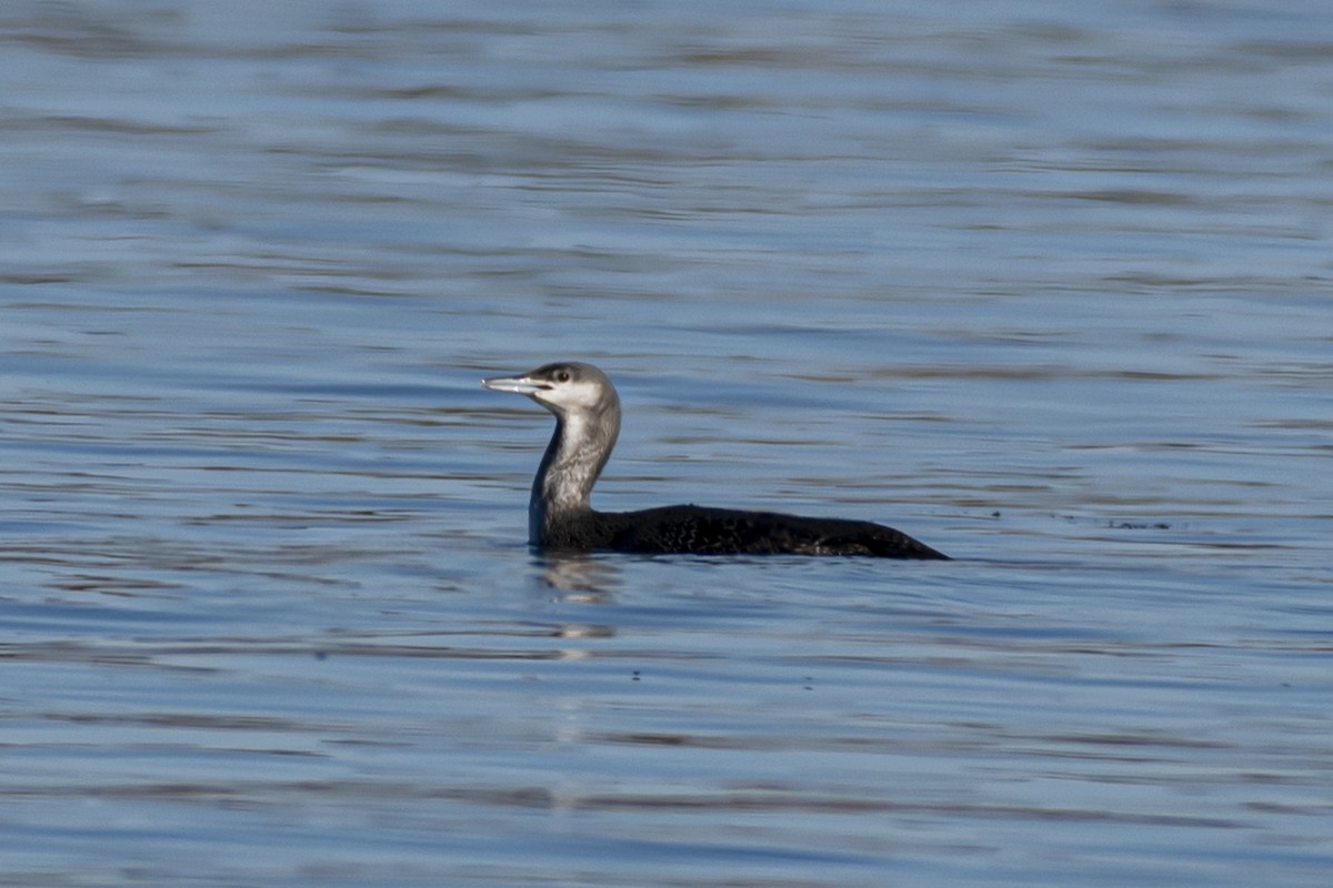 Red-throated Loon - ML277662791