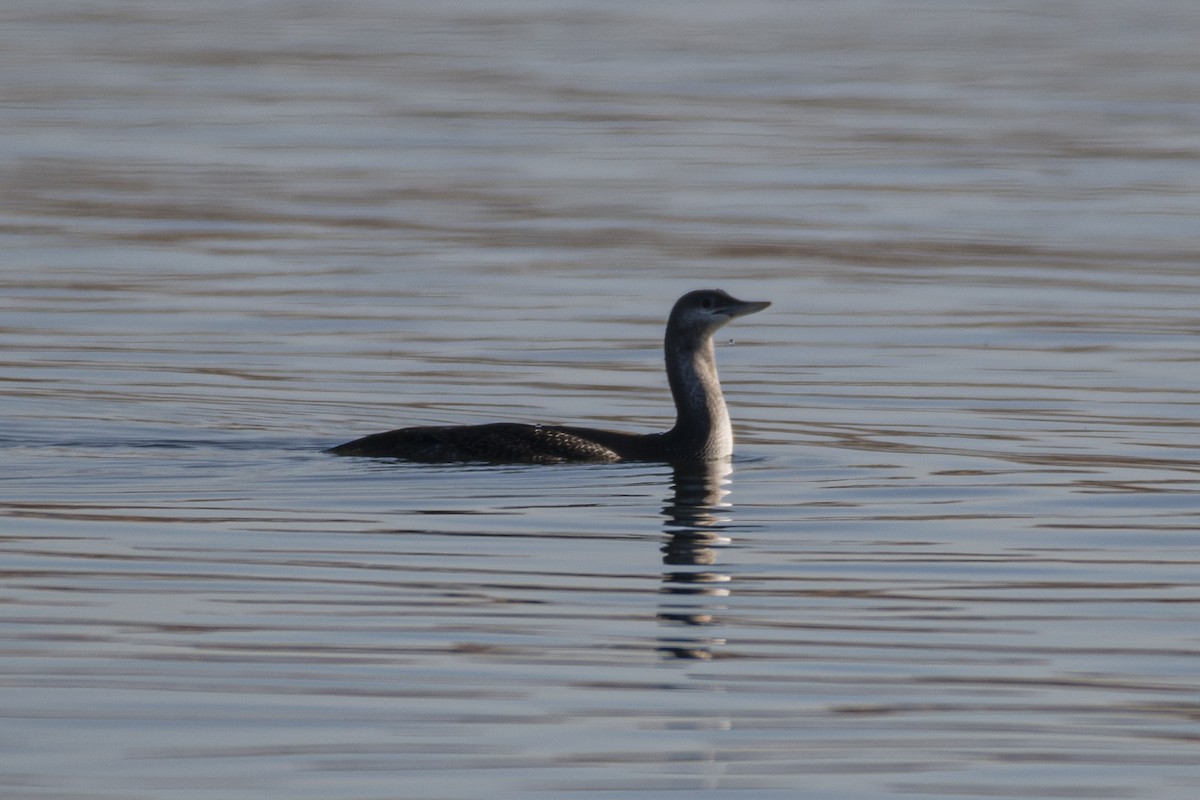 Red-throated Loon - ML277662831