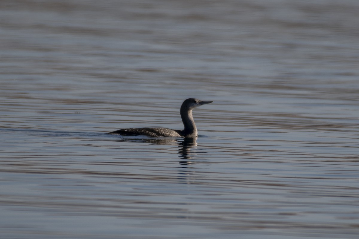 Red-throated Loon - ML277662881