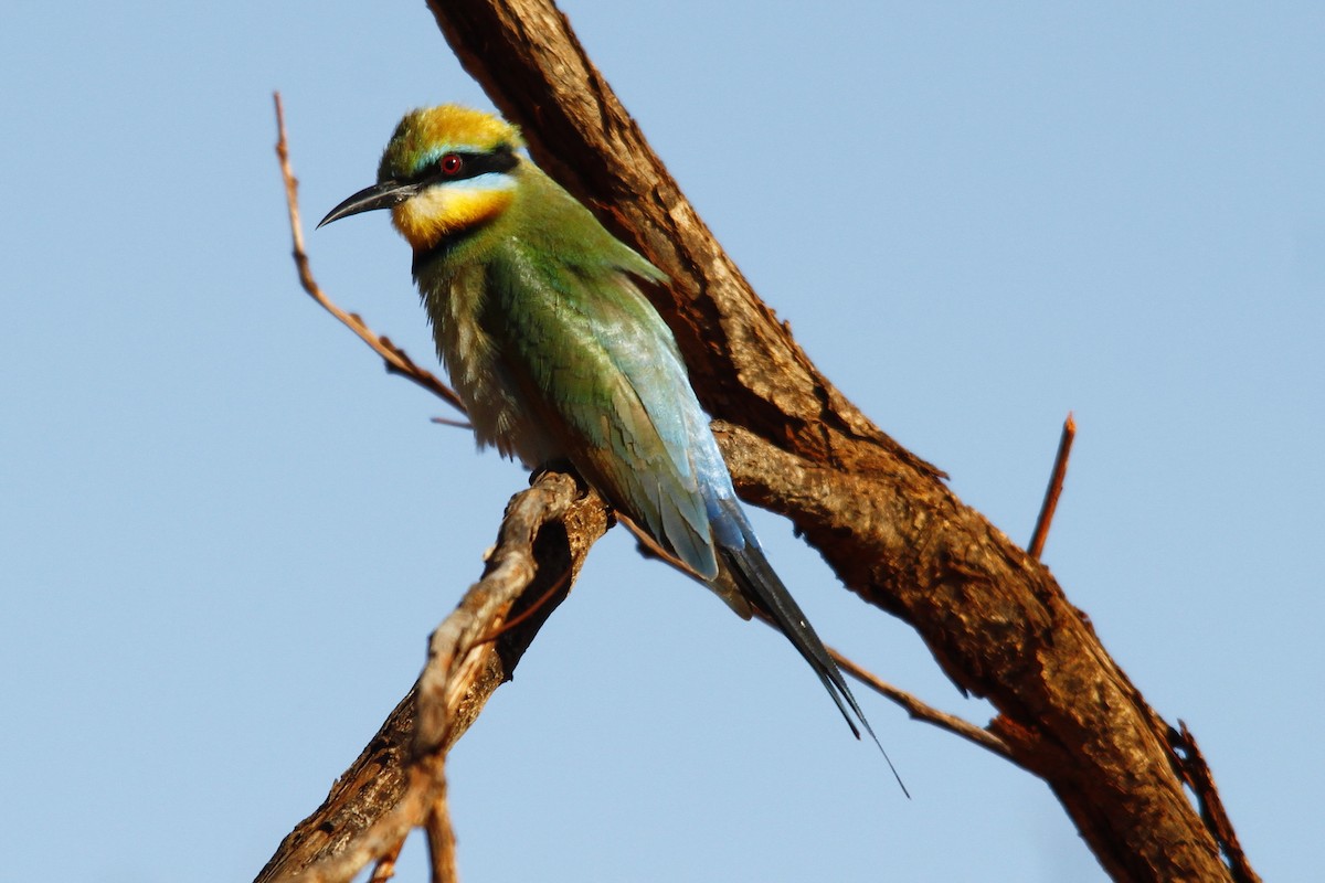 Rainbow Bee-eater - ML27766411