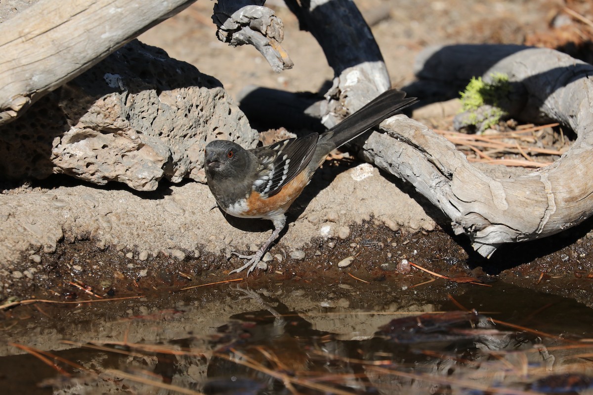 Spotted Towhee - ML277668301