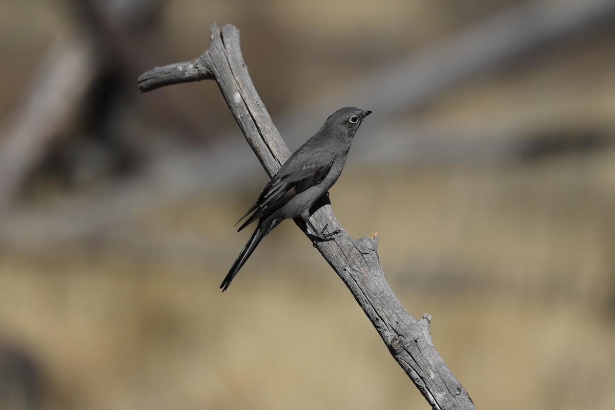 Townsend's Solitaire - ML277668511
