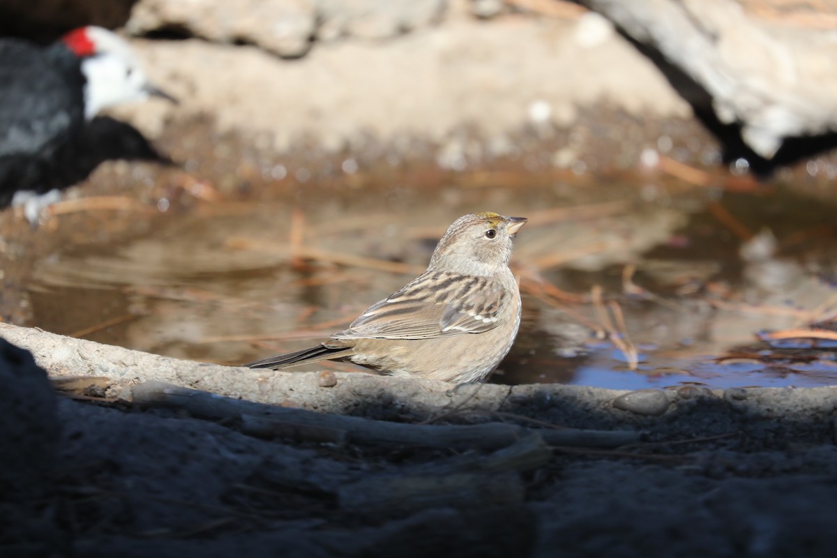 White-crowned Sparrow - Kenneth R Windsor