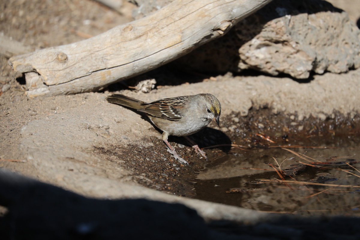 Golden-crowned Sparrow - ML277669041