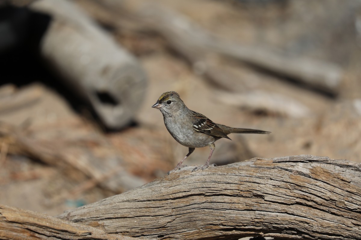 Golden-crowned Sparrow - ML277669071