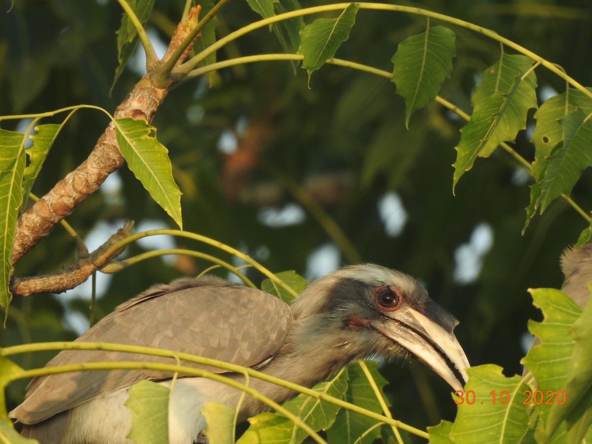 Indian Gray Hornbill - Rujuta Vinod