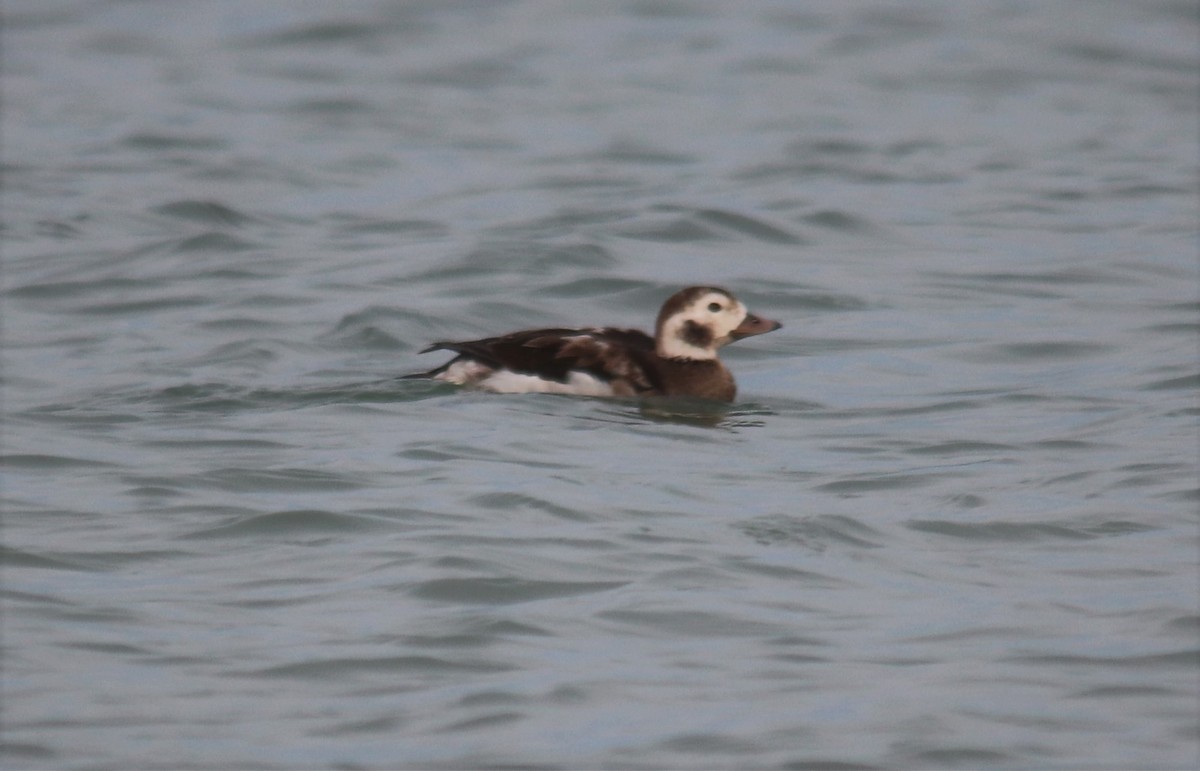 Long-tailed Duck - Peter Veighey