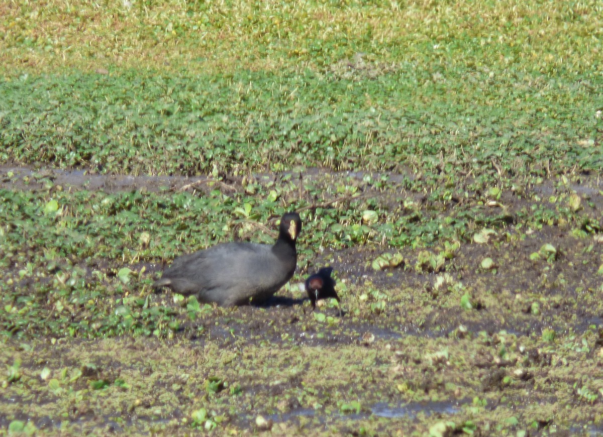 White-winged Coot - ML277673201