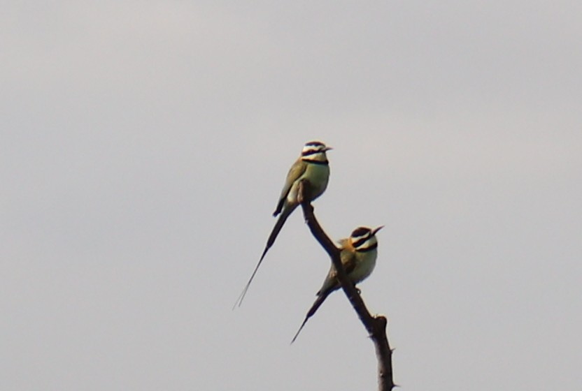 White-throated Bee-eater - ML277673321
