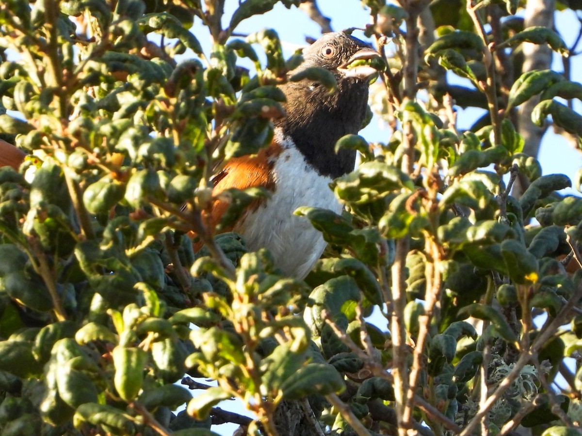 Spotted Towhee - ML277675581