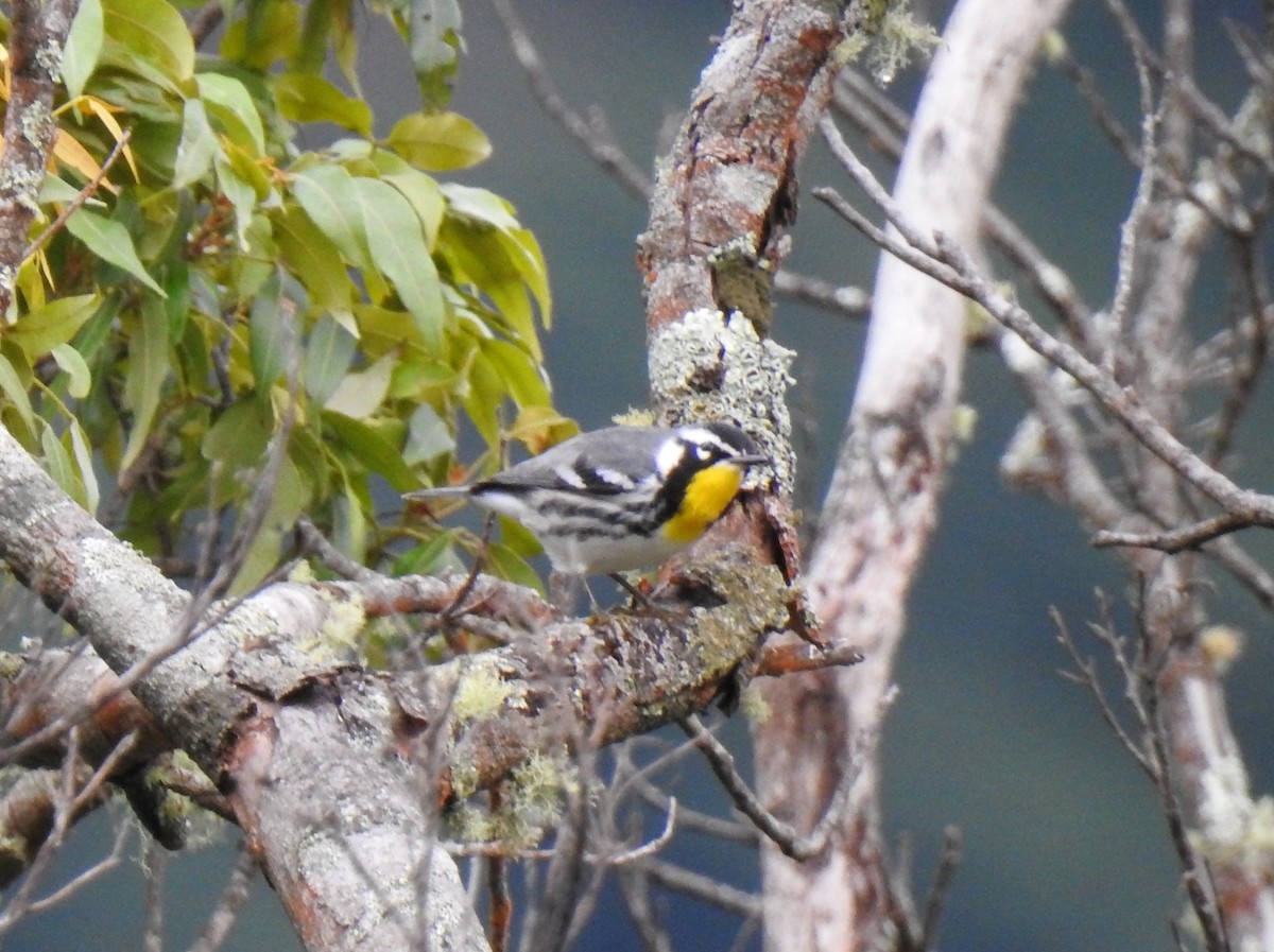 Yellow-throated Warbler - Yasmin Cerrud Henríquez