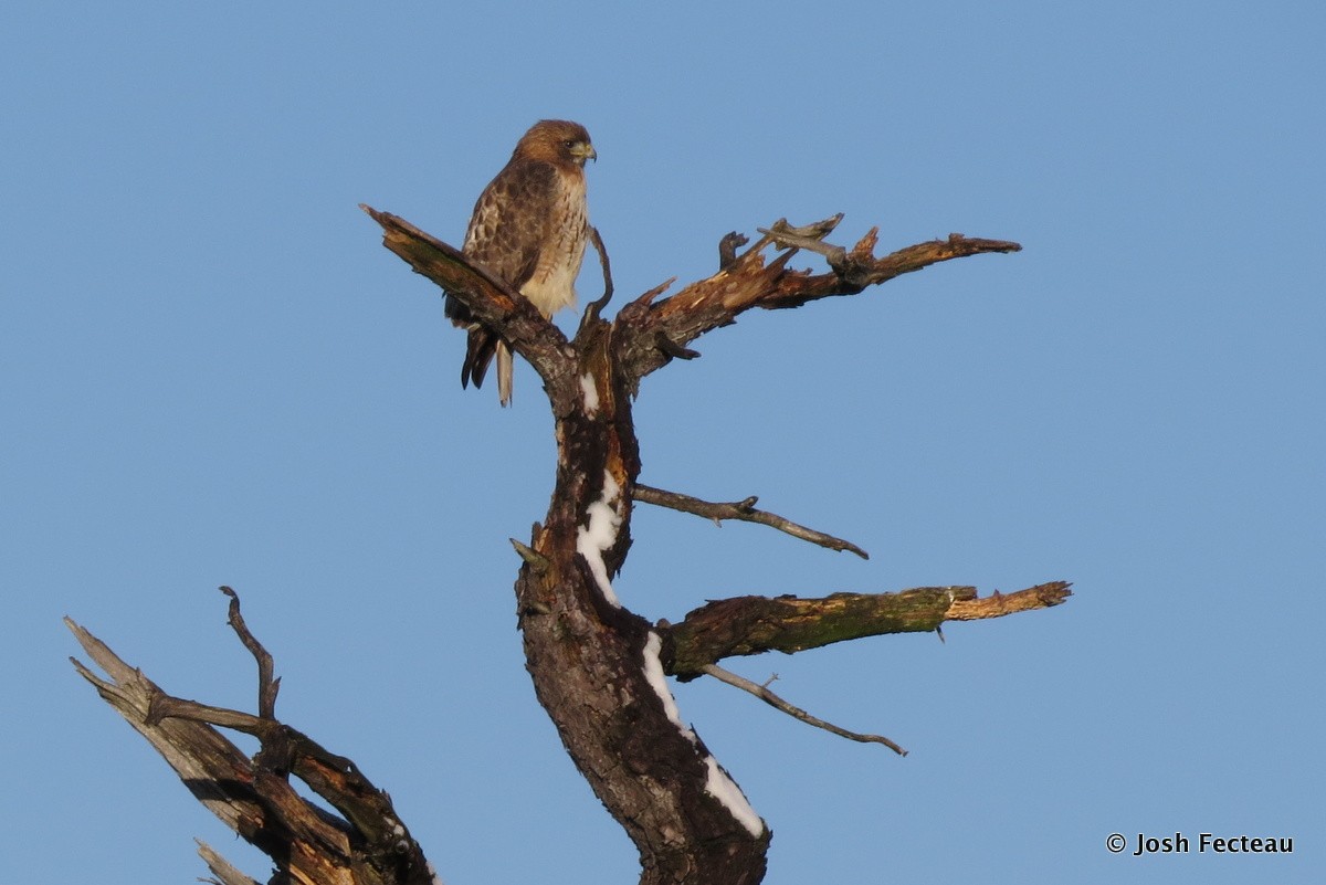 Red-tailed Hawk - ML27767891