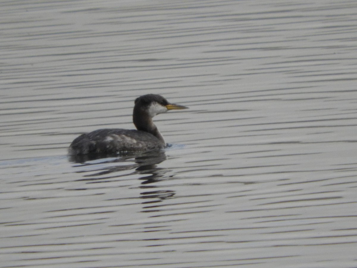 Red-necked Grebe - ML277681971