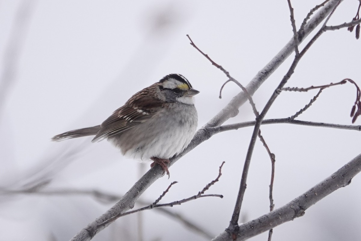 White-throated Sparrow - ML277684491