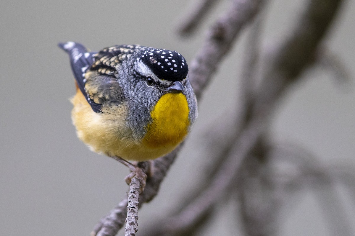 Spotted Pardalote - ML277691421