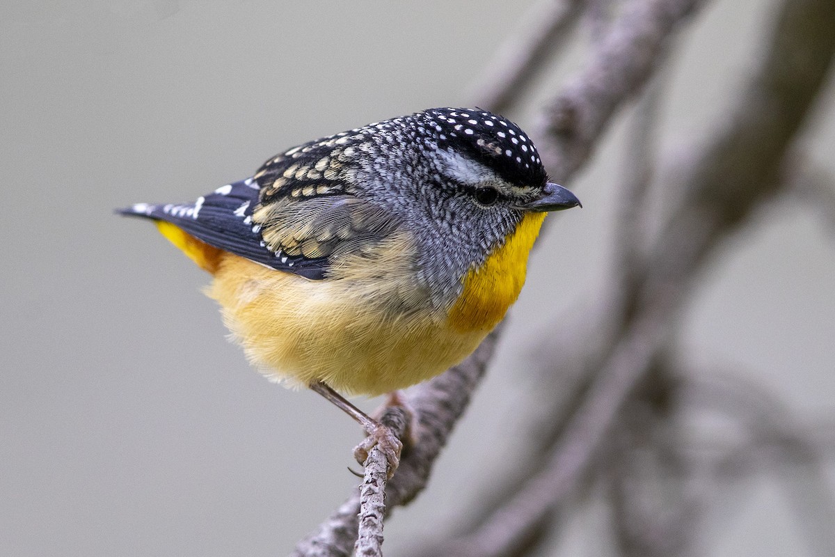 Spotted Pardalote - ML277691431