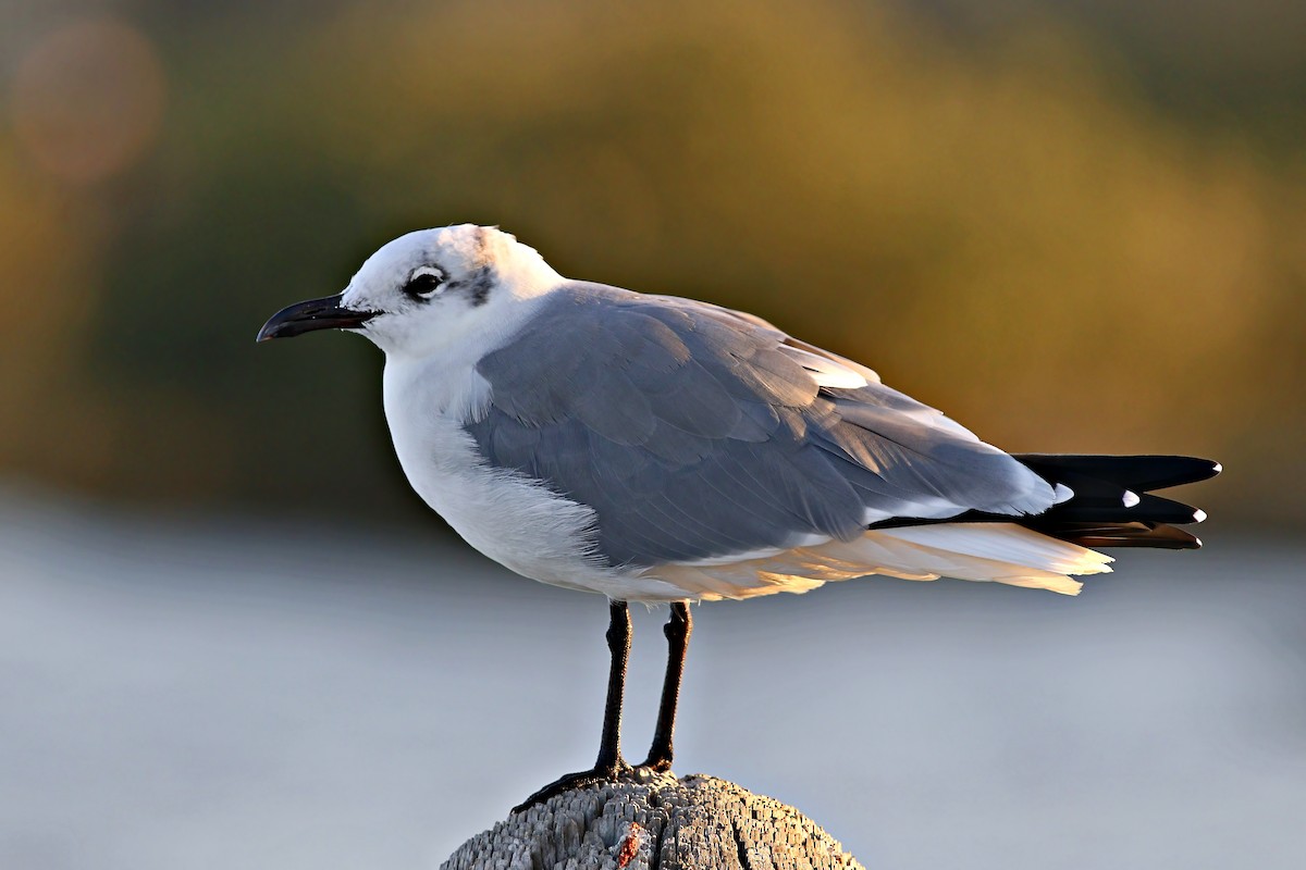 Laughing Gull - Stephen Cook
