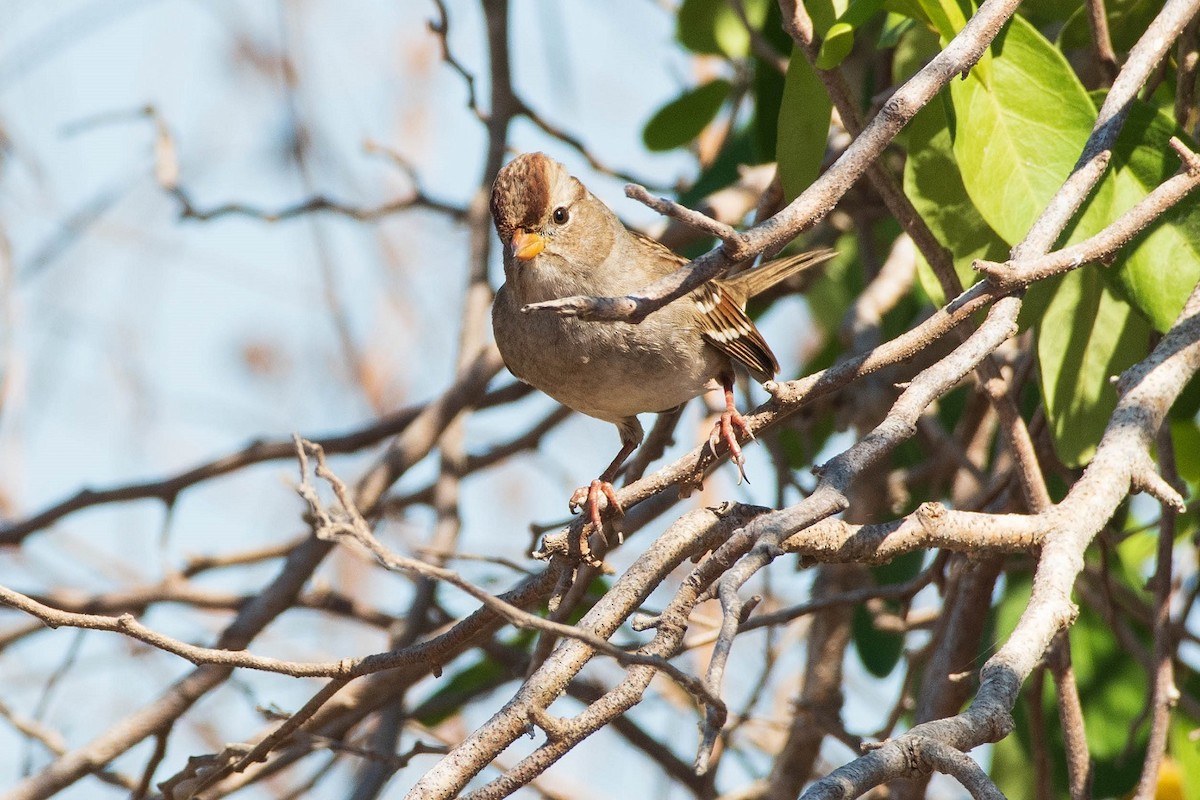 White-crowned Sparrow - Antonio Robles