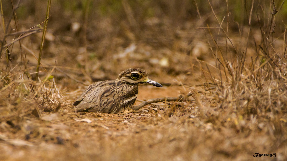 Indian Thick-knee - Hemanth Byatroy