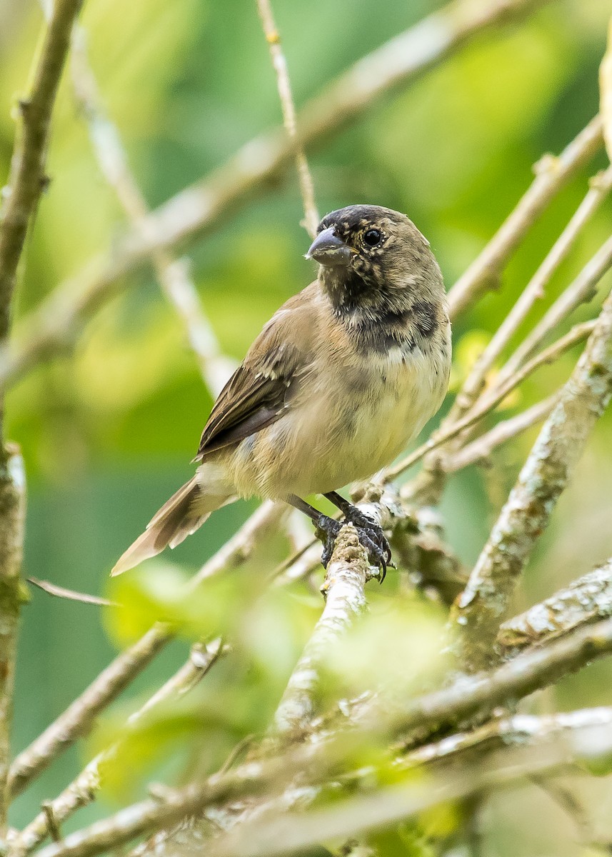 Yellow-bellied Seedeater - ML277701091