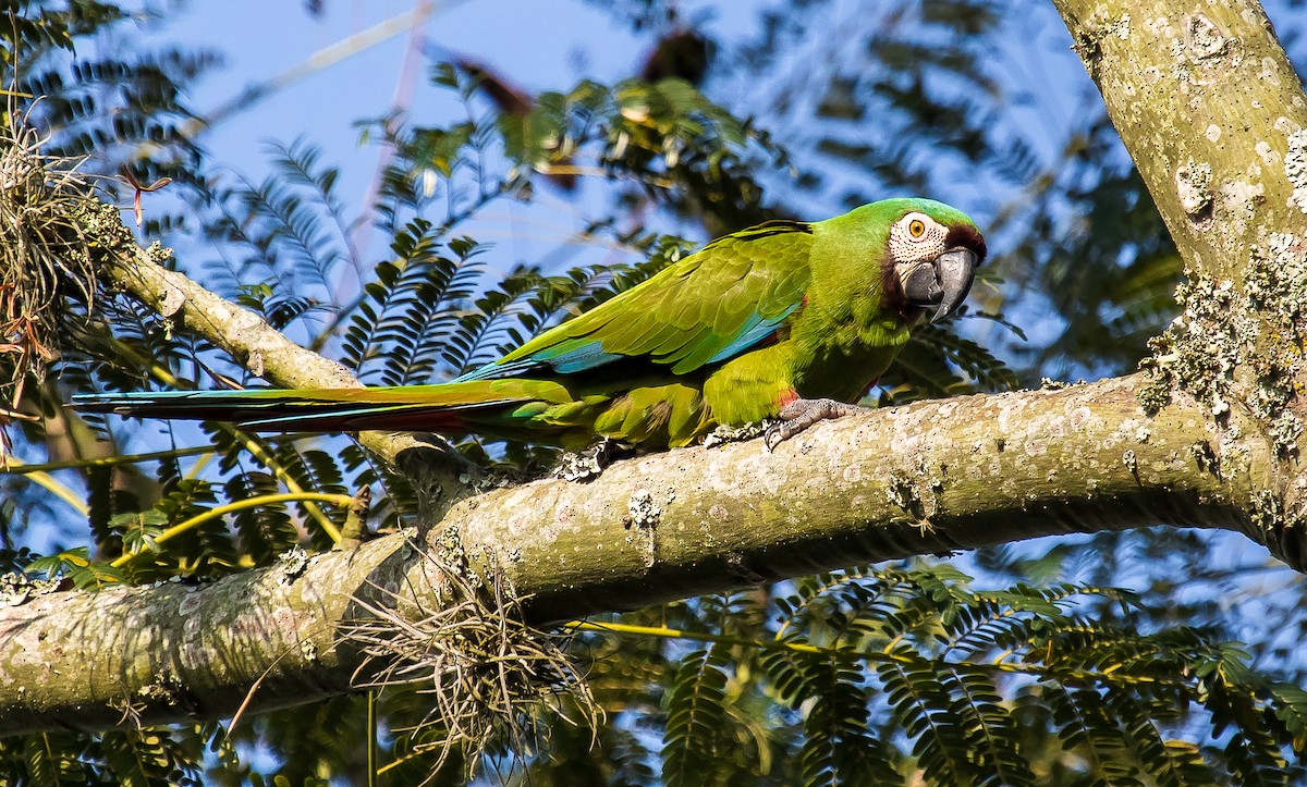 Chestnut-fronted Macaw - ML277701391