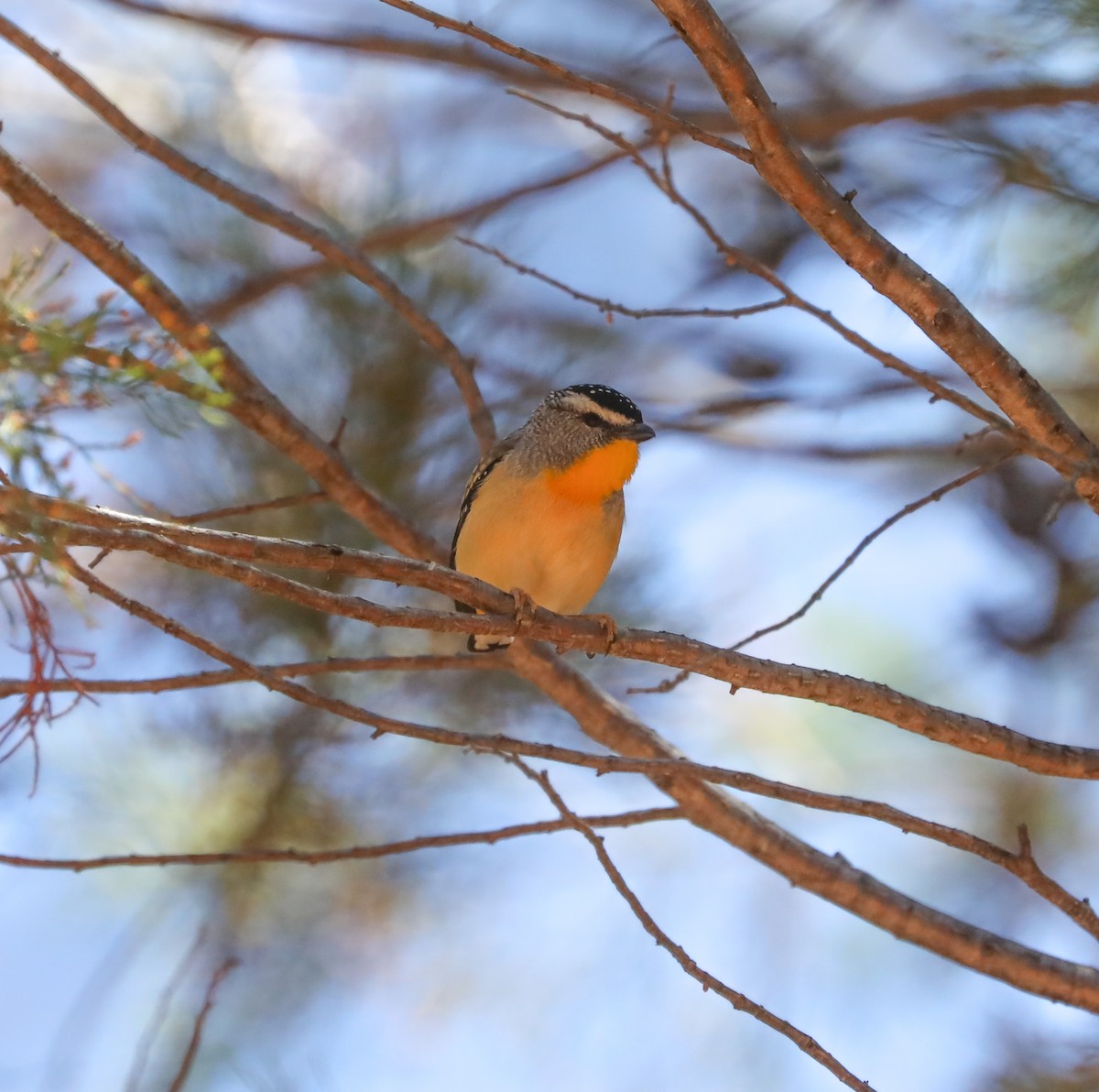 Spotted Pardalote - ML277709241