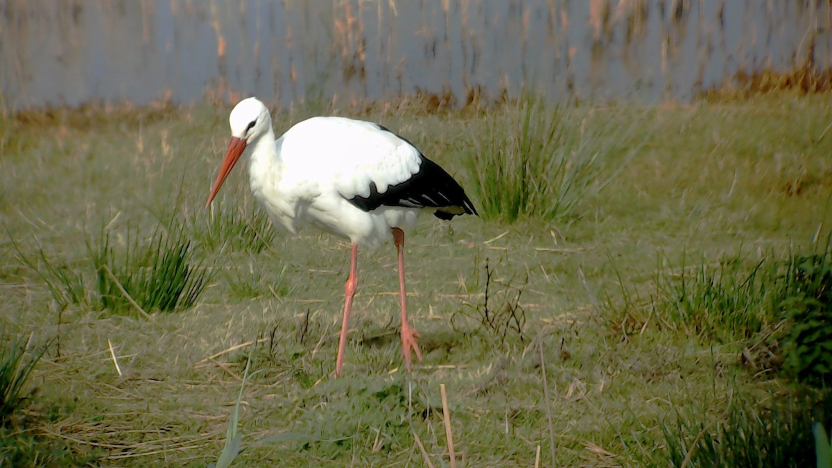 White Stork - Urdaibai  Bird Center