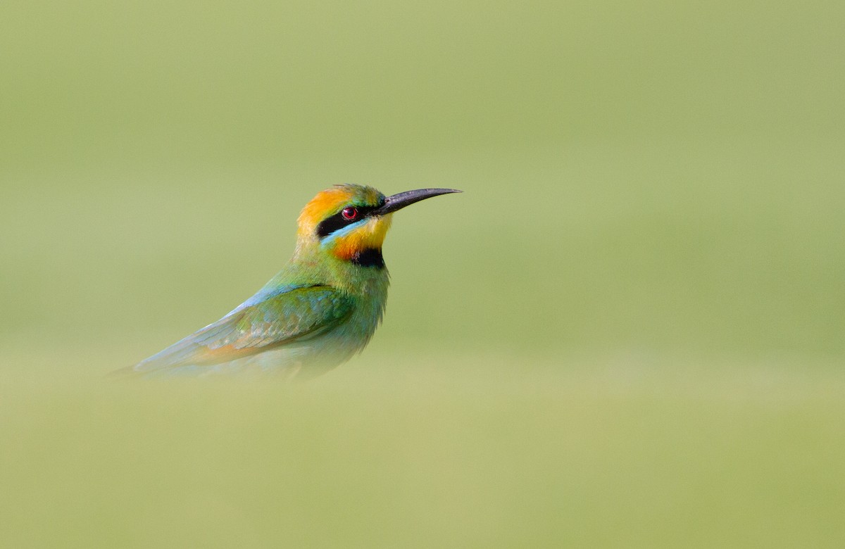Rainbow Bee-eater - Thomas McPherson