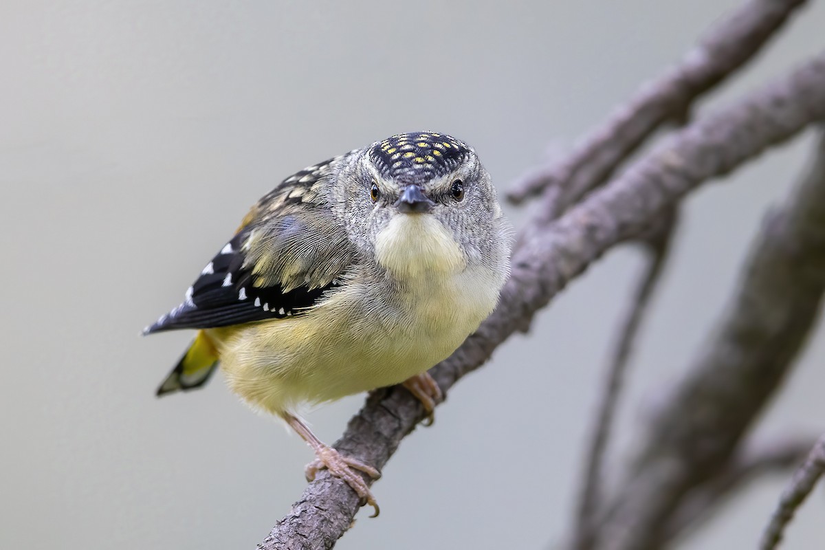 Spotted Pardalote - ML277714521