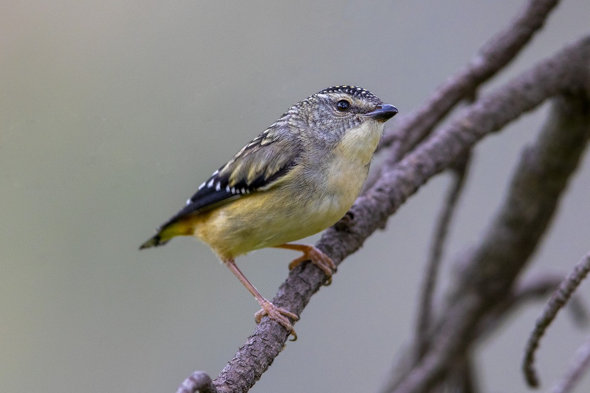 Spotted Pardalote - ML277714531